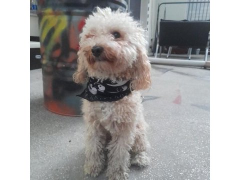 3 yaşında damat poodle