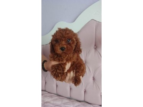 Red brown toy poodle