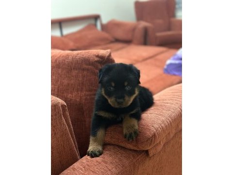 A kalite son erkek rottweiler yavru