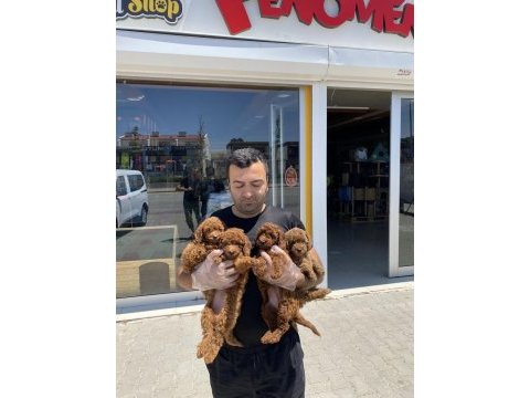 Toy poodle yavrular hazır ankara mağazamızda  görün 