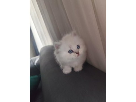 Kan hattı muhteşem kedimiz
