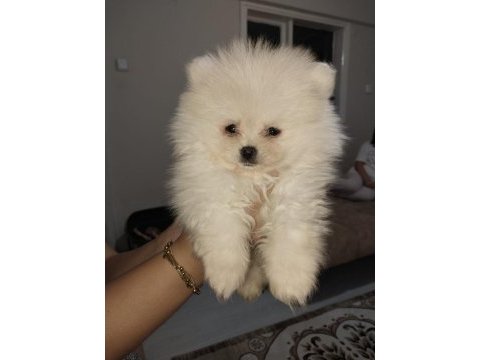Pomeranian boo ayı surat