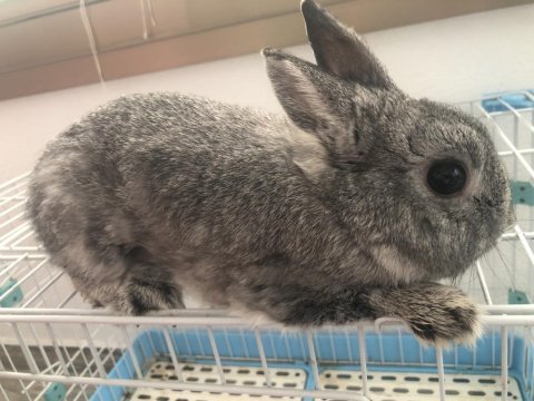 Chinchilla renk hollanda cüce tavşan erkek