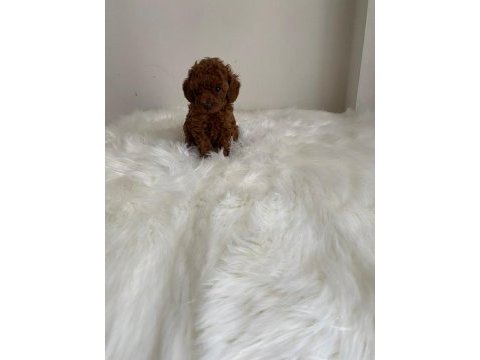 Toy poodle erkek dişi