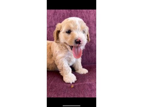Terrier yavrularımız