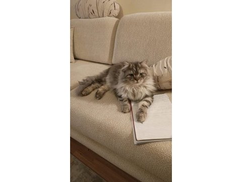 Chinchilla kedimiz ücretsiz sahiplendirilecek