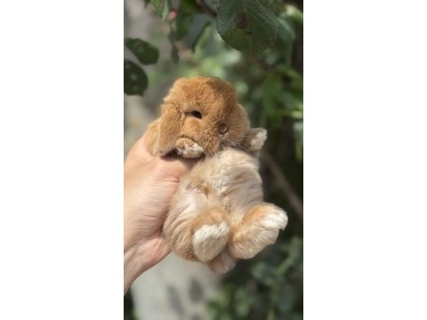 Safkan hollanda lop mini lop ve cüce tavşanlar