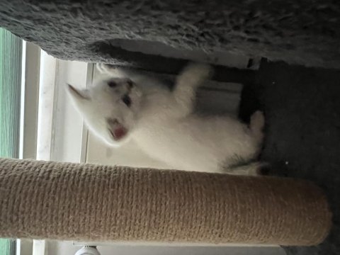 British shorthair lynx point erkek