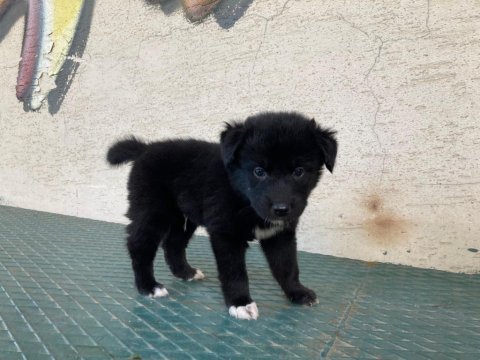 Barniesse golden mountain dogx husky mix