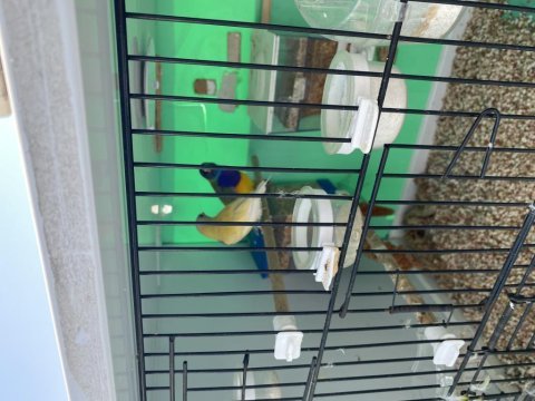 2 adet golden finch 1 adet dişi ve 1 adet erkek