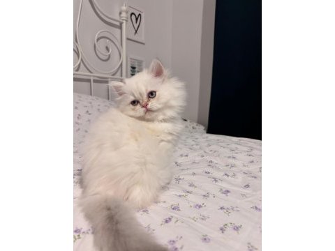 Safkan british longhair mavi göz erkek