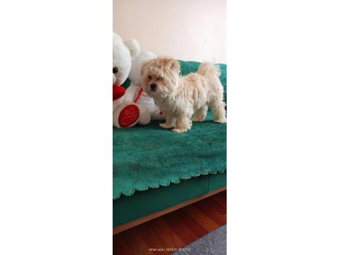 3 aylık erkek maltipoo pet eğitimli