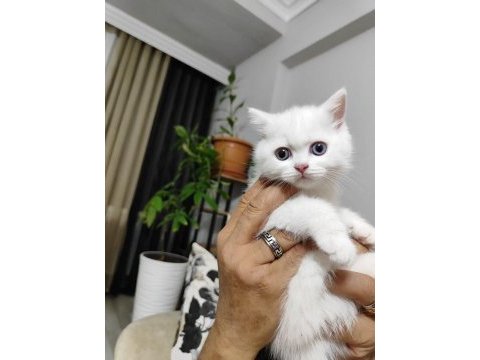 British shorthair white