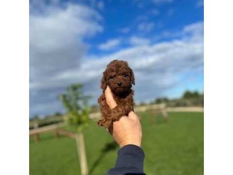 Show kalitede  mini kore toy poodle