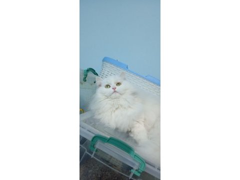 Süt beyaz dişi british longhair