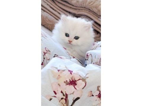 British longhair kedisi