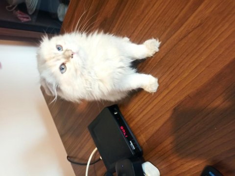 Beyaz prens scottish fold yuva arıyor