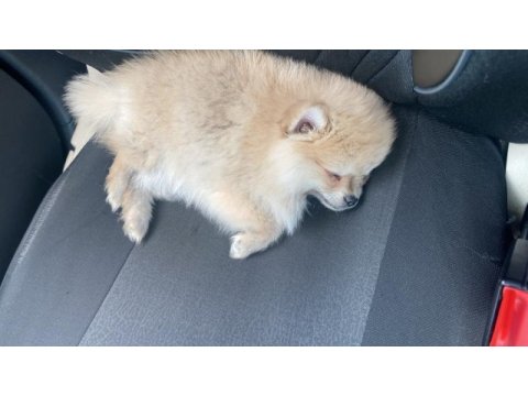 2 aylık pomeranian aşıları yapıldı