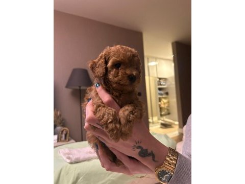 Toy poodle yavrularımım erkek