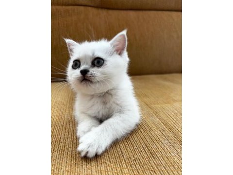 Oyuncu tatlı kedimiz ilanda