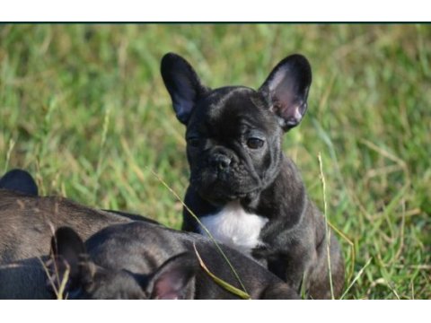French buldog bebekler