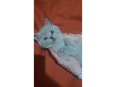 British shorthair 3 minik kız kardeşler