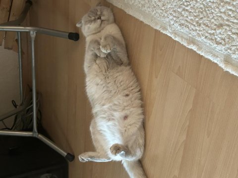 Hamile kedimin yavruları için rezerve