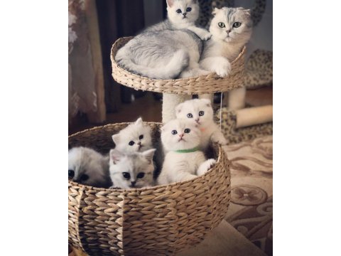 British longhair mavi boncuklarım