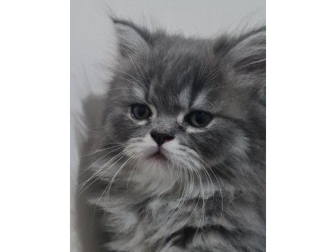 British longhair bal bebekler