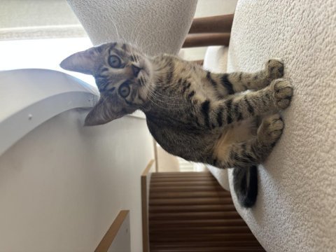 3 aylık tekir kedi sahiplendirilecek