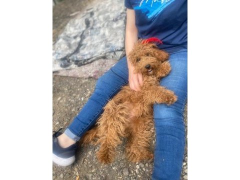 Toy poodle dişi 7 aylık