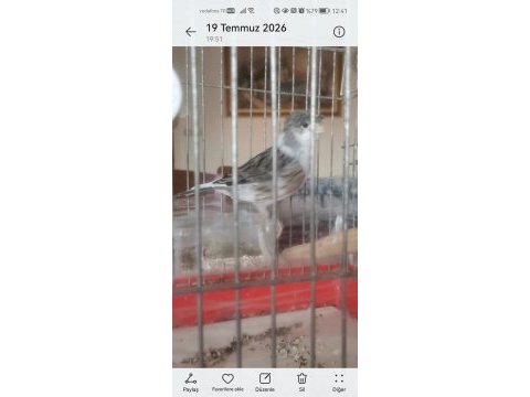 Hazır bangir bangir oter durumda harleguin kanarya