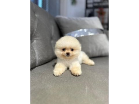 Pomeranian boo