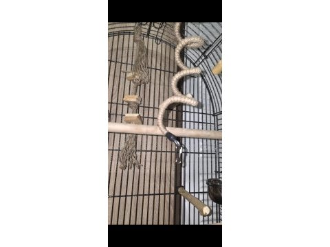 Full evcil iki buçuk aylık konur papağanı