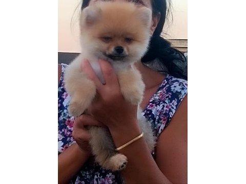 Yer sıkıntısından 3 aylık pomeranian uygun fiyat vereceğim