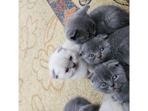 Müthiş güzellikte ev ortamından scottish fold