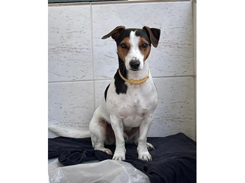 Çok acil jack russell cinsi çocuğumuza yuva!