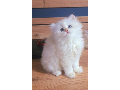 British shorthair harika bebekler