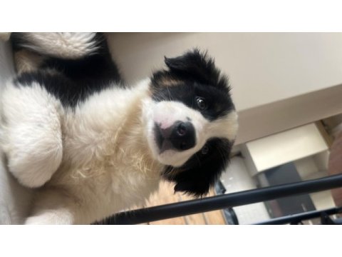 Sevimli border collie yavrular