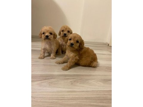 Irk ve sağlık garanti orjinal maltipoo bebeğimiz