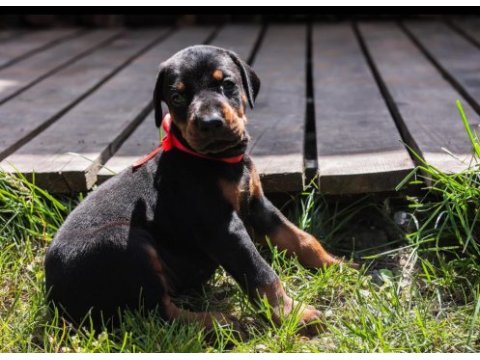 Asil doberman yavrularım