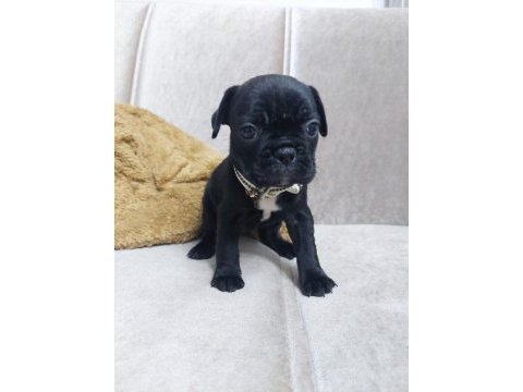 Fransız bulldog yavrular