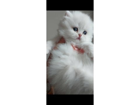 British longhair silver erkek yavrumuz