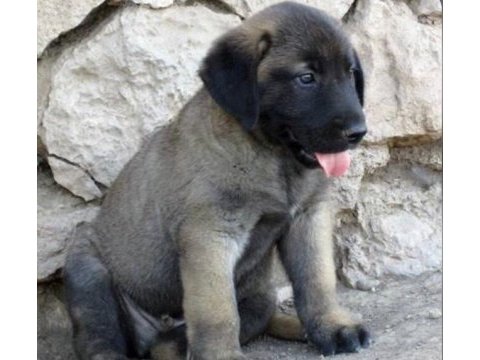 Show kalite safkan kangal yavruları