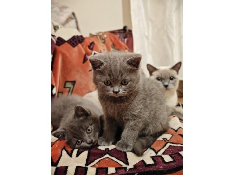 British longhair yavrular
