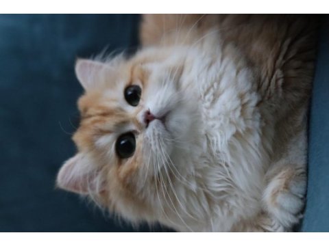 British longhair dişi kedimiz