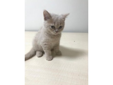 2 aylık british shorthair yavrum tarçına yuva arıyoruz