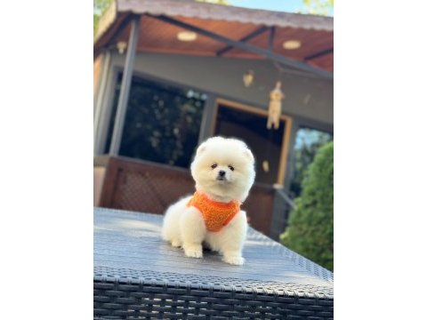 Yavru pomeranian boolarımız