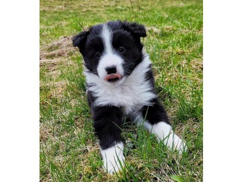 %100 orjinal border collie yavrular kredi kartı geçerlidir