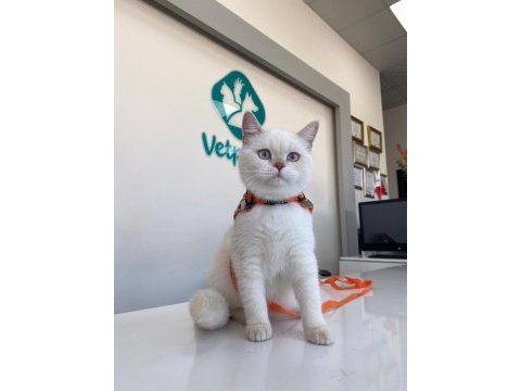 British shorthair 4,5 aylık